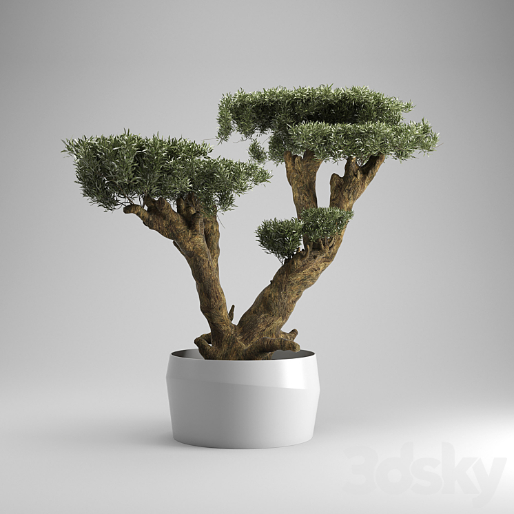 Olea plata 3D Model
