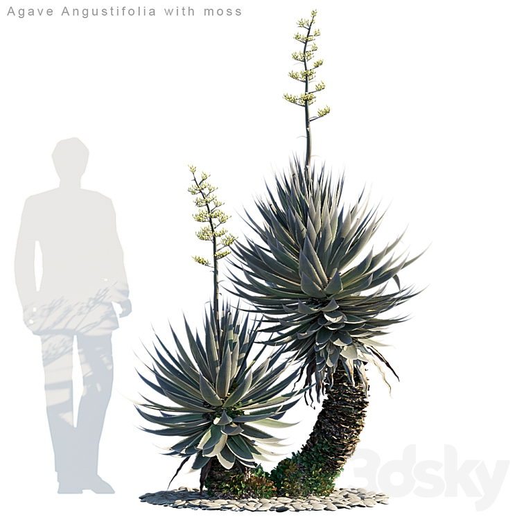 Agave Angustifolia with moss 3DS Max - thumbnail 1