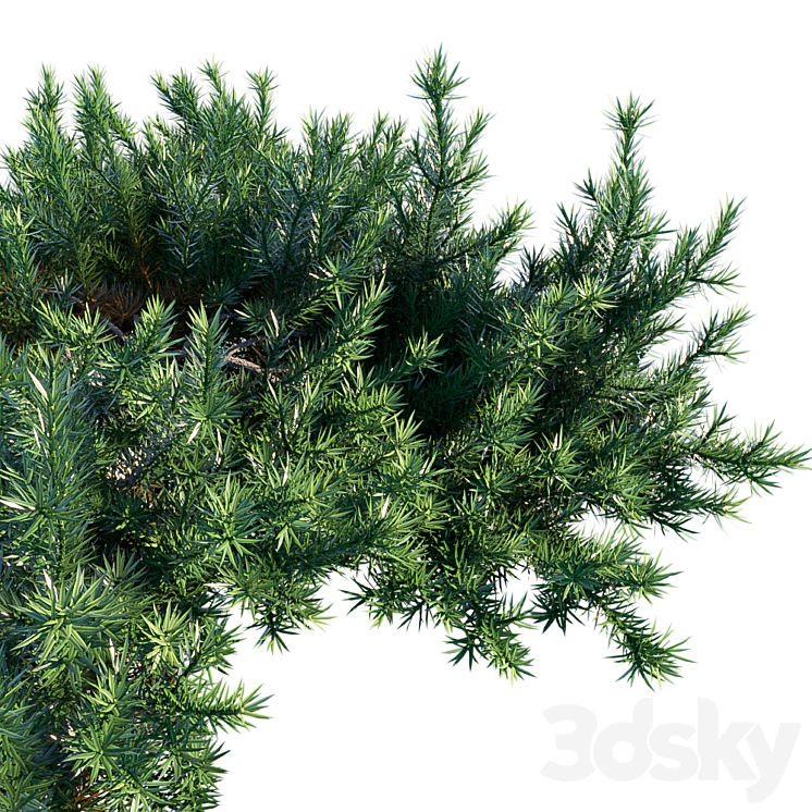 Juniperus Conferta | Shore juniper 3D Model