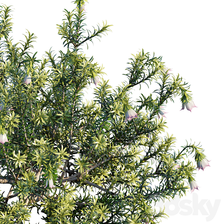 Darwinia Meeboldii | Cranbrook bell 3D Model