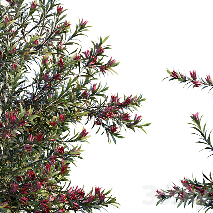 Darwinia Taxifolia 3D Model