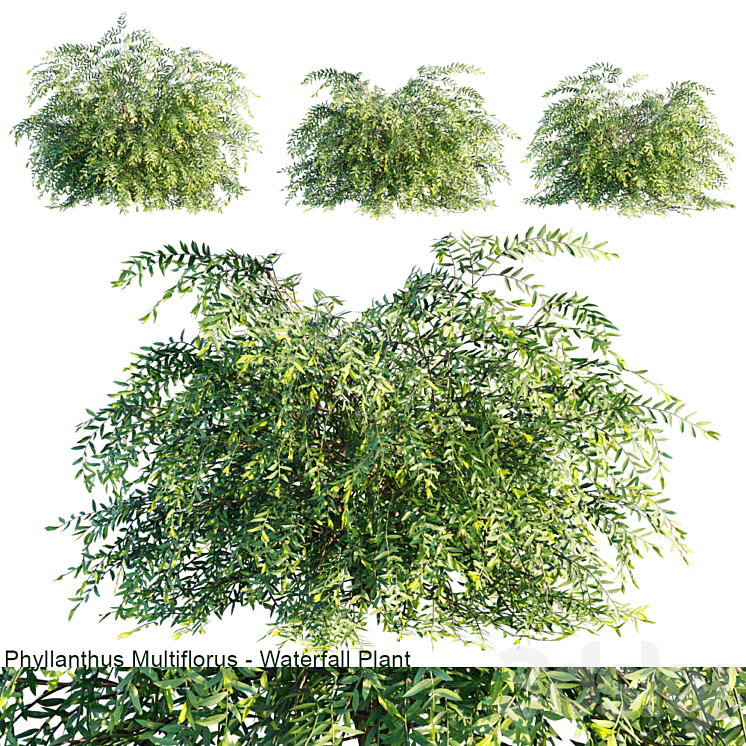 Phyllanthus Multiflorus | Waterfall plant 3DS Max - thumbnail 1