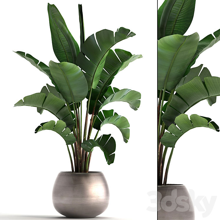Plant collection 294. Banana pot flowerpot indoor banana strelitzia luxury strelitzia 3DS Max - thumbnail 1