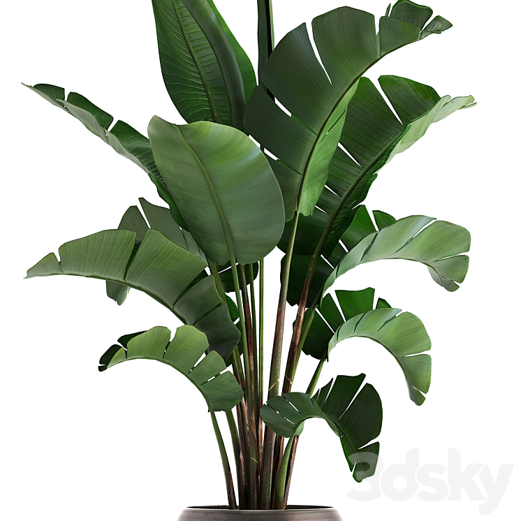 Plant collection 294. Banana pot flowerpot indoor banana strelitzia luxury strelitzia 3DS Max - thumbnail 2