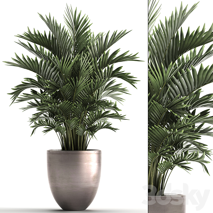 Plant collection 295. Home palm tree howea kentia flowerpot pot luxury decor interior stylish Howea forsteriana 3DS Max - thumbnail 1