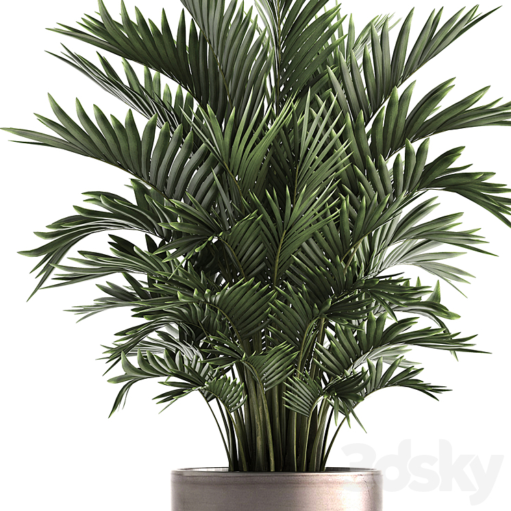 Plant collection 295. Home palm tree howea kentia flowerpot pot luxury decor interior stylish Howea forsteriana 3DS Max - thumbnail 2