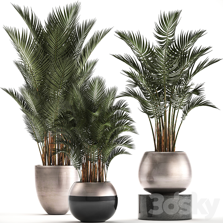Plant collection 296. Home palm tree howea kentia flowerpot pot luxury decor interior stylish Howea forsteriana 3DS Max - thumbnail 1