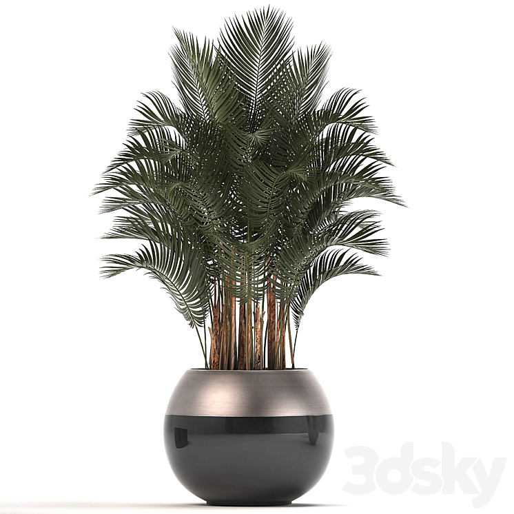 Plant collection 296. Home palm tree howea kentia flowerpot pot luxury decor interior stylish Howea forsteriana 3DS Max - thumbnail 2