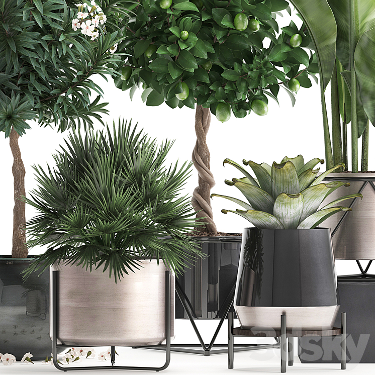 Plant collection 297. Lemon tree bromeliad chamerops oleander tree banana luxury flowering tree luxury decor small tree Chamaerops palm 3D Model