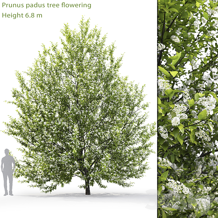Blooming cherry tree | Prunus padus # 1 (6.8m) 3DS Max - thumbnail 1
