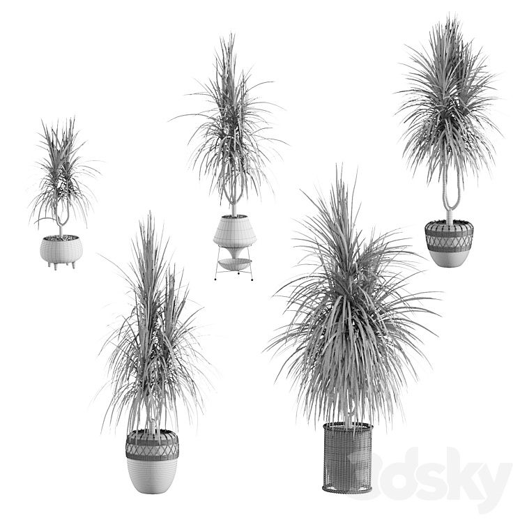 Collection of plants. Dracaena v2 3DS Max - thumbnail 2