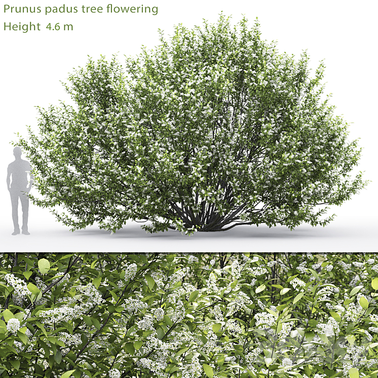 Black cherry | Prunus padus flowering # 2 (4.6m) 3DS Max - thumbnail 1