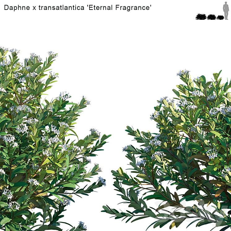 Daphne x transatlantica | Eternal Fragrance 3D Model