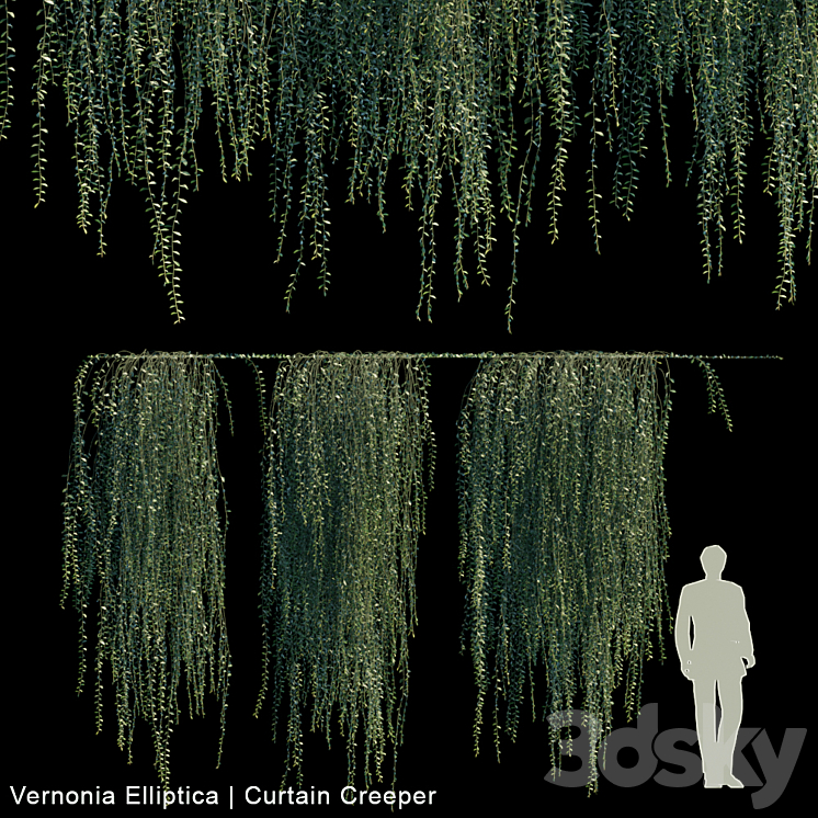 Vernonia Elliptica | Curtain Creeper V2 3DS Max - thumbnail 1