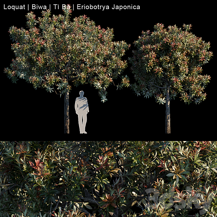 Loquat | Biwa | Eriobotrya japonica 3DS Max - thumbnail 1