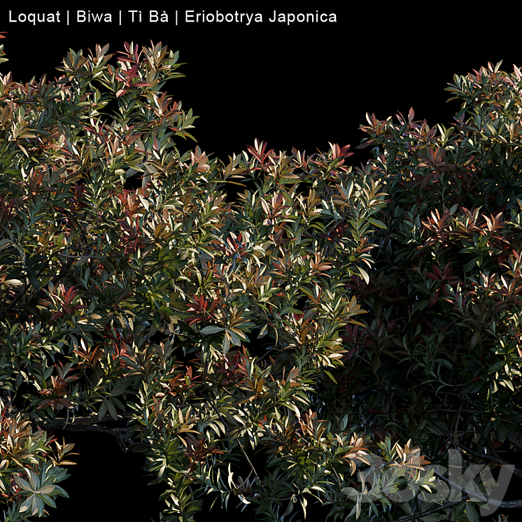 Loquat | Biwa | Eriobotrya japonica 3DS Max - thumbnail 2