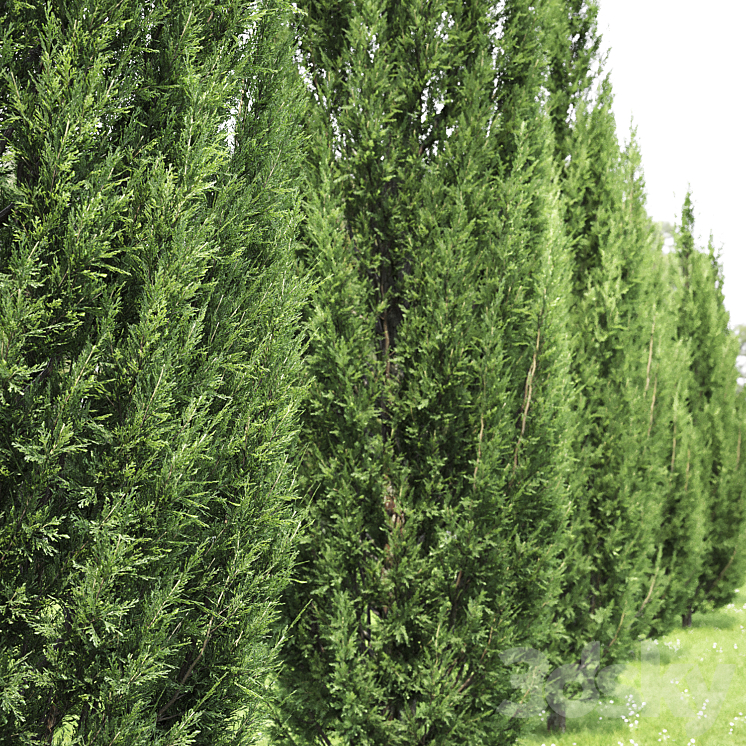Juniperus 3D Model