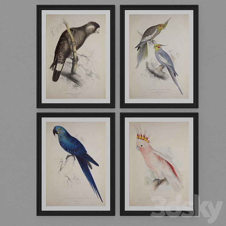 Parrot set 3D Model
