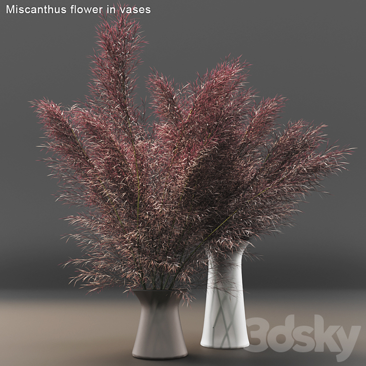 Miscanthus flower in vases