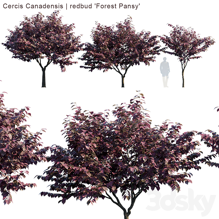 “Cercis Canadensis | redbud “”Forest Pansy””” 3DS Max - thumbnail 1