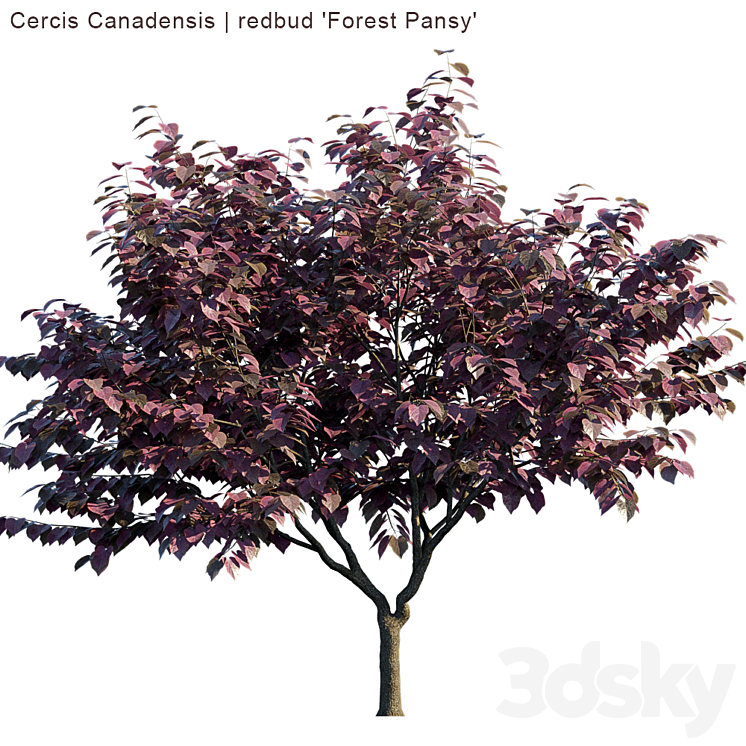 “Cercis Canadensis | redbud “”Forest Pansy””” 3DS Max - thumbnail 2