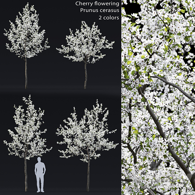 Cherry flowering 3DS Max - thumbnail 1