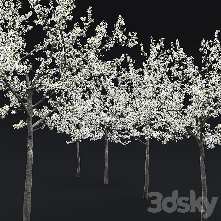 Cherry flowering 3DS Max - thumbnail 2