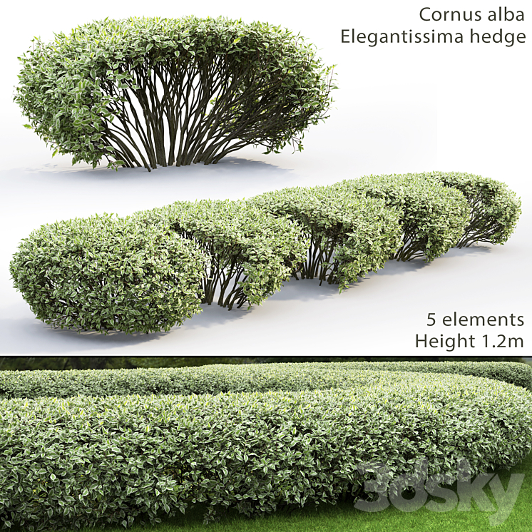 Derain white Elegantissima | Cornus Alba Elegantissima hedge # 1 3DS Max - thumbnail 1