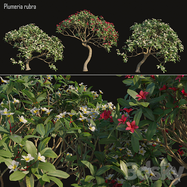 Plumeria rubra -Frangipani Tree-02 3DS Max - thumbnail 1