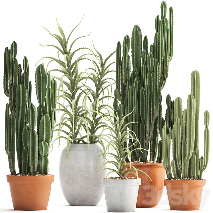 Plant collection 302. Cactus set. Cacti cereus aloe indoor cactus pot flowerpot clay clinker Aloe concrete desert plants outdoor 3DS Max - thumbnail 1