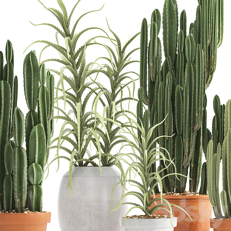 Plant collection 302. Cactus set. Cacti cereus aloe indoor cactus pot flowerpot clay clinker Aloe concrete desert plants outdoor 3DS Max - thumbnail 2