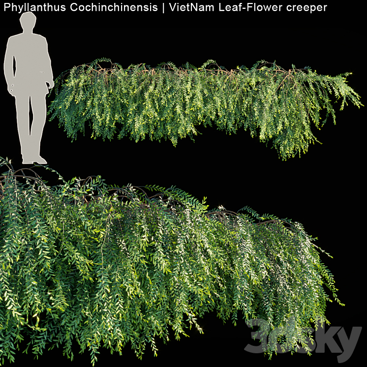 Phyllanthus Cochinchinensis | VietNam Leaf-Flower creeper 3DS Max - thumbnail 1