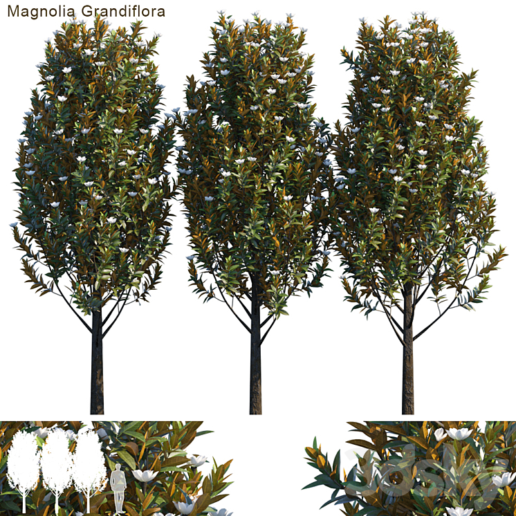 Magnolia grandiflora 3DS Max - thumbnail 1