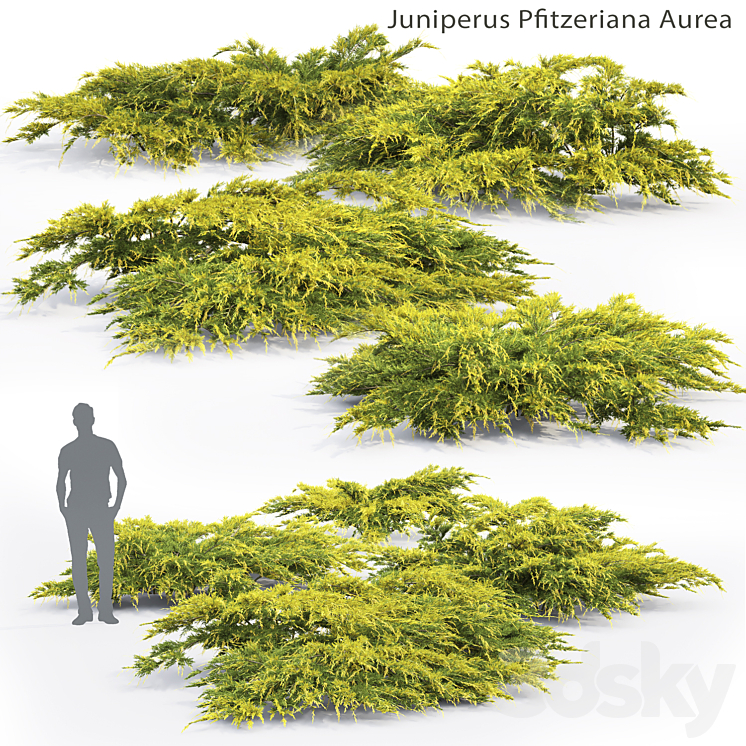 Juniper Medium Aurea | Juniperus Pfitzeriana Aurea # 2 3DS Max - thumbnail 1