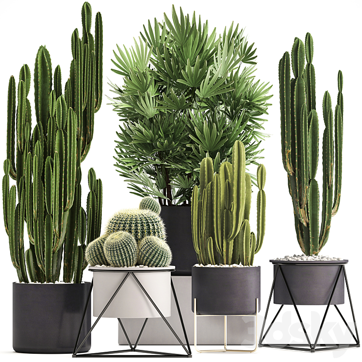 Plant collection 307. Cacti palm tree pot flowerpot Rapis Cereus Barrel cactus interior stylish ecotic Raphis Palm 3DS Max - thumbnail 1