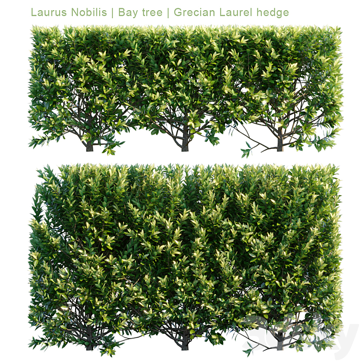 Laurus Nobilis | Bay tree | Grecian Laurel hedge 3DS Max - thumbnail 1