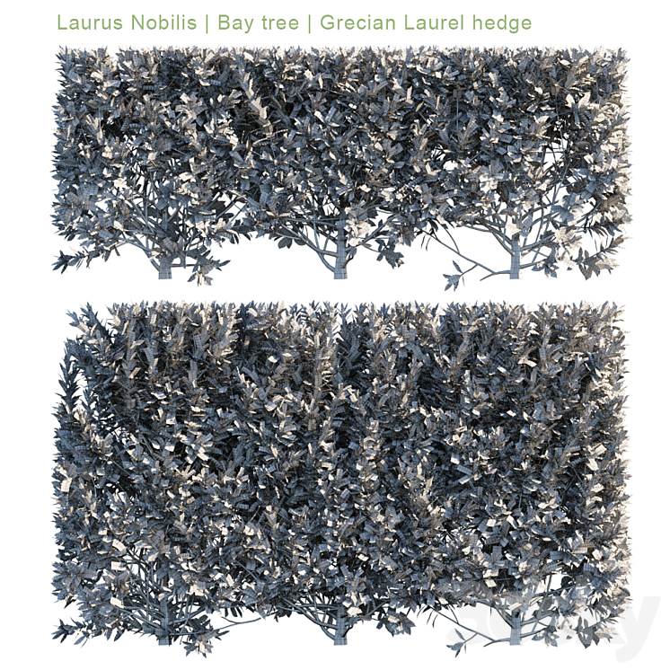 Laurus Nobilis | Bay tree | Grecian Laurel hedge 3DS Max - thumbnail 2