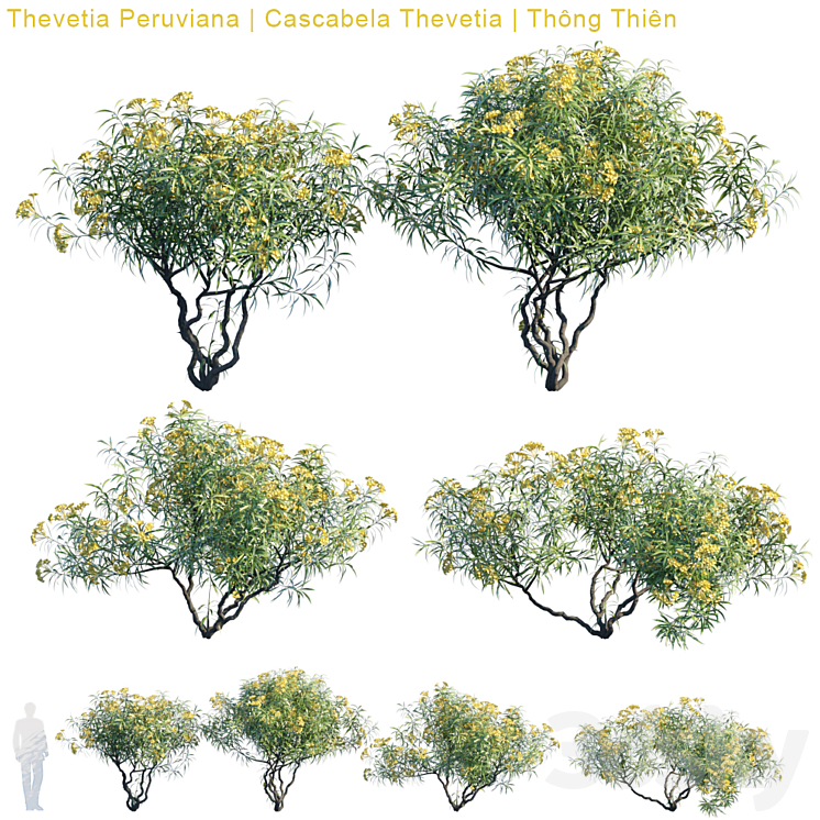 Thevetia Peruviana | Cascabela Thevetia 3DS Max - thumbnail 1