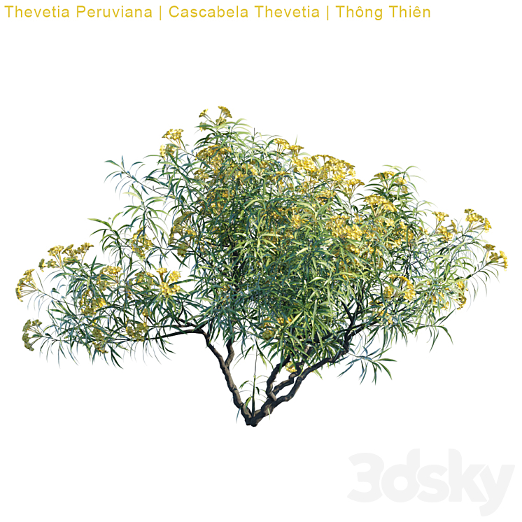 Thevetia Peruviana | Cascabela Thevetia 3DS Max - thumbnail 2