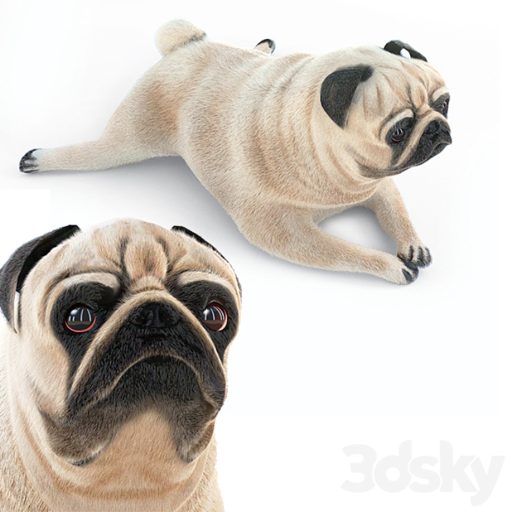 Pug 1 - Winter is coming 3D Model