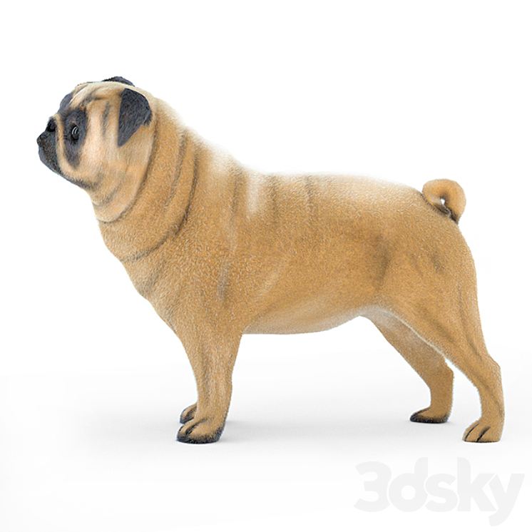 Pug 2 3D Model