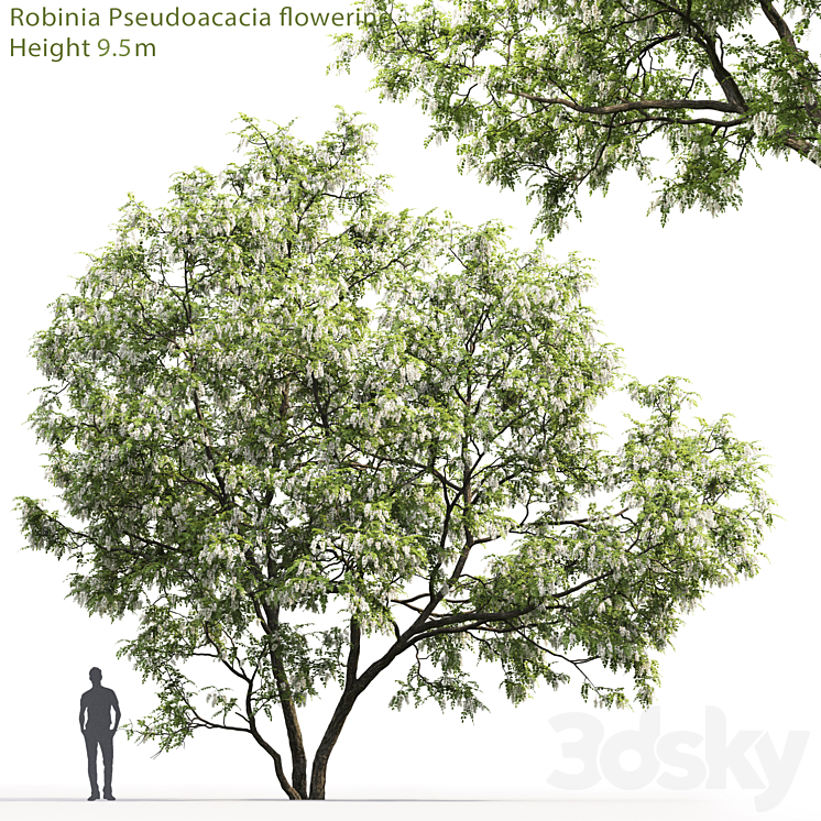White Acacia | Robinia Pseudoacacia # 5 (9.5m) 3DS Max - thumbnail 1