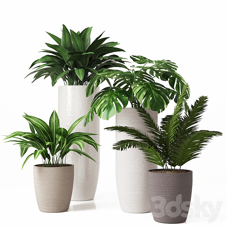 Collection of indoor plants 01 3DS Max - thumbnail 1