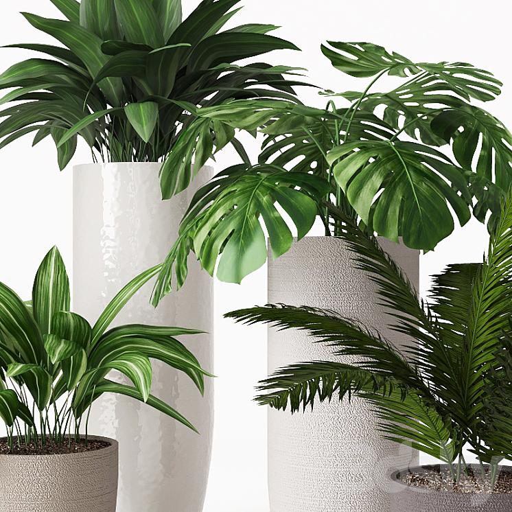Collection of indoor plants 01 3DS Max - thumbnail 2