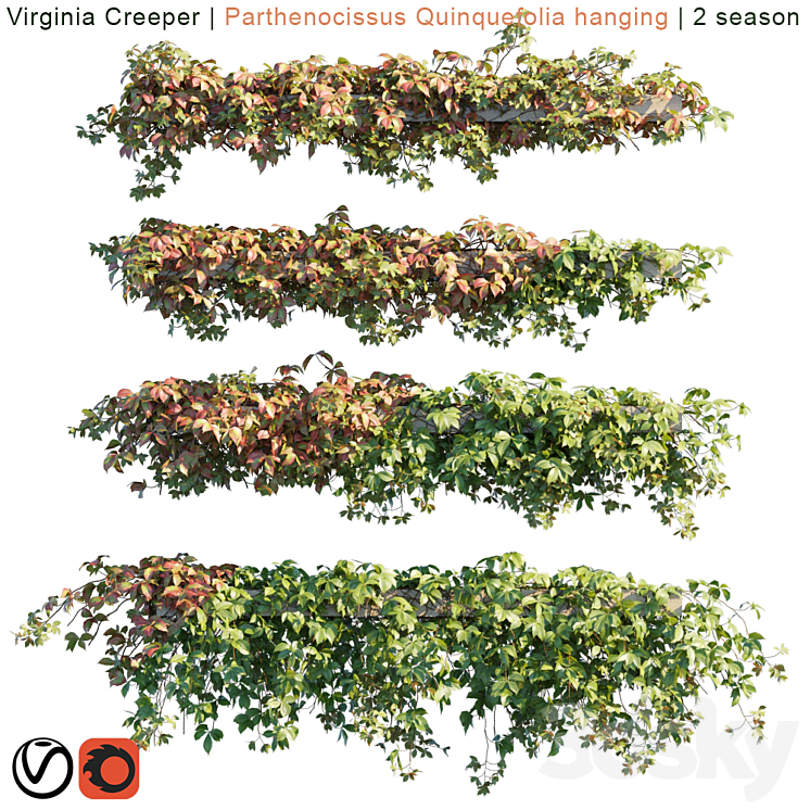 Virginia Creeper | Parthenocissus Quinquefolia hanging | 2 season 3DS Max - thumbnail 1