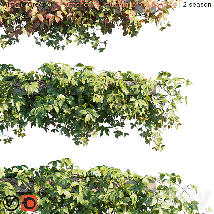 Virginia Creeper | Parthenocissus Quinquefolia hanging | 2 season 3DS Max - thumbnail 2