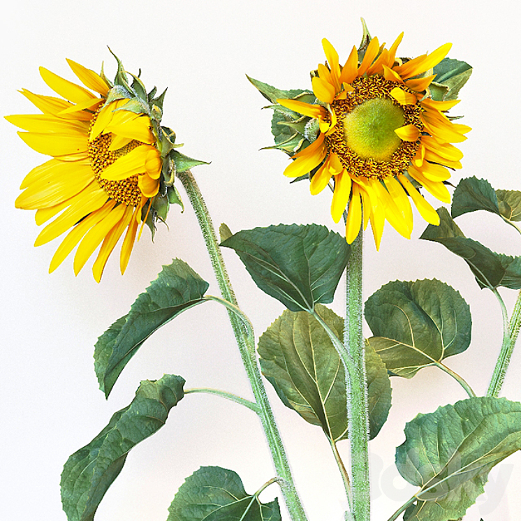 Sunflower2 3D Model