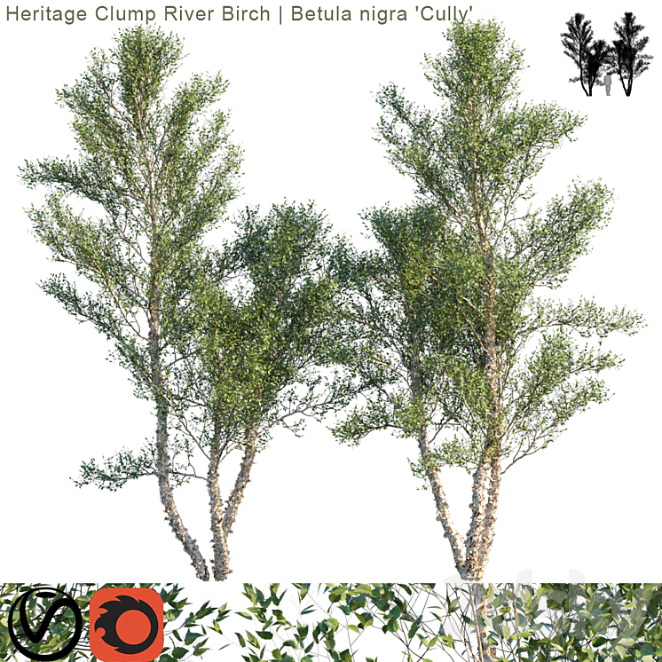 “Heritage Clump River Birch | Betula nigra “”Cully”” # 3″ 3DS Max - thumbnail 1