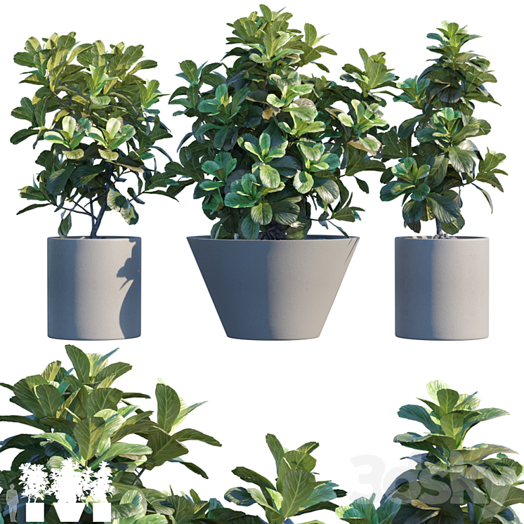 Plant in pots # 19: Ficus Lyrata | 3m 3DS Max - thumbnail 1