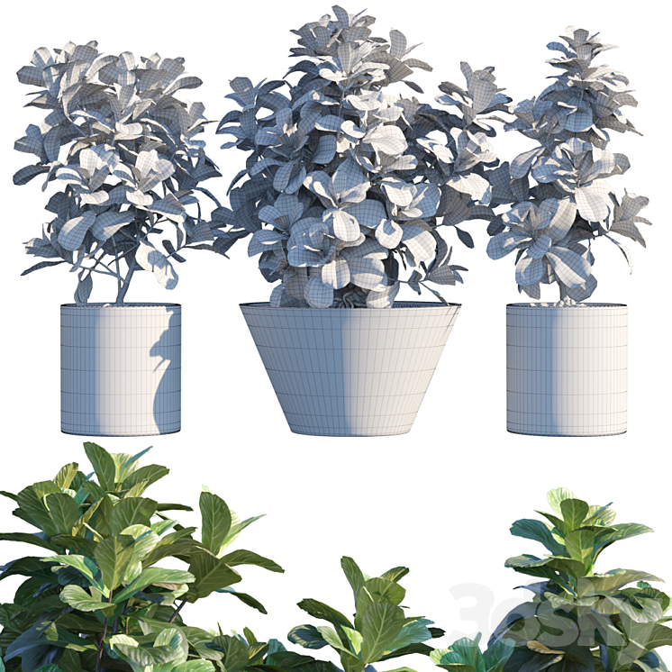 Plant in pots # 19: Ficus Lyrata | 3m 3DS Max - thumbnail 2